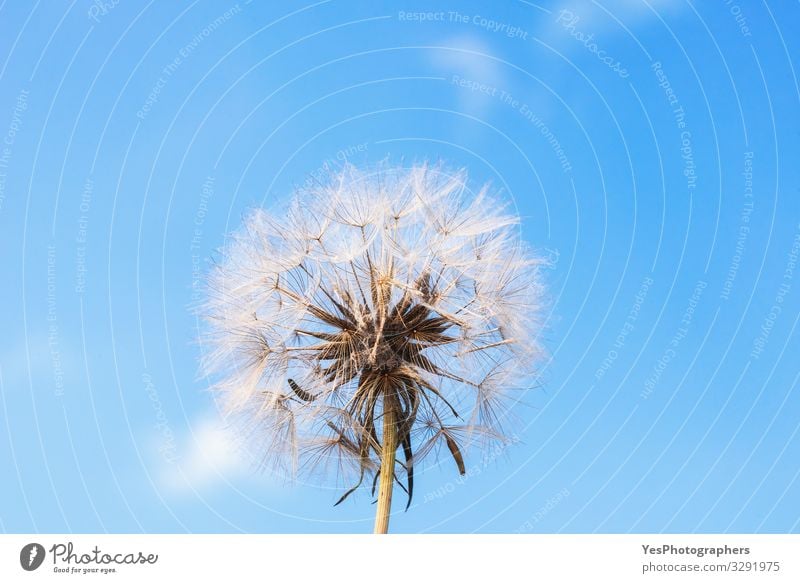 Löwenzahn gegen blauen Himmel. Reifer Löwenzahn. Sommerblume Umwelt Pflanze Blume Blüte Wachstum natürlich niedlich Einsamkeit Pusteblume Blauer Hintergrund