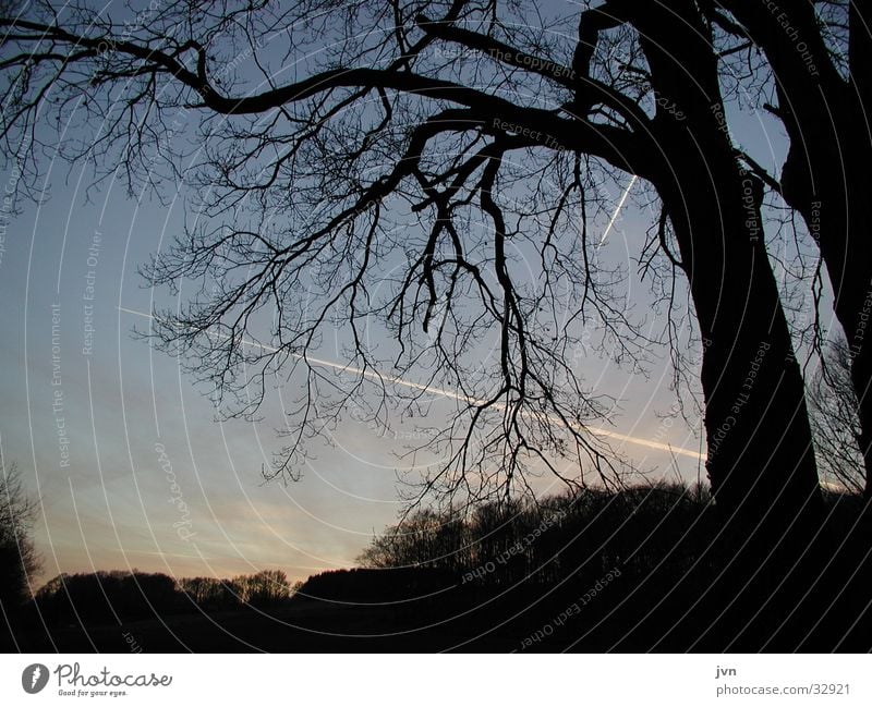 kreuzung Dämmerung kreuzen Baum Abenddämmerung Verabredung Silhouette bühren Kondensstreifen