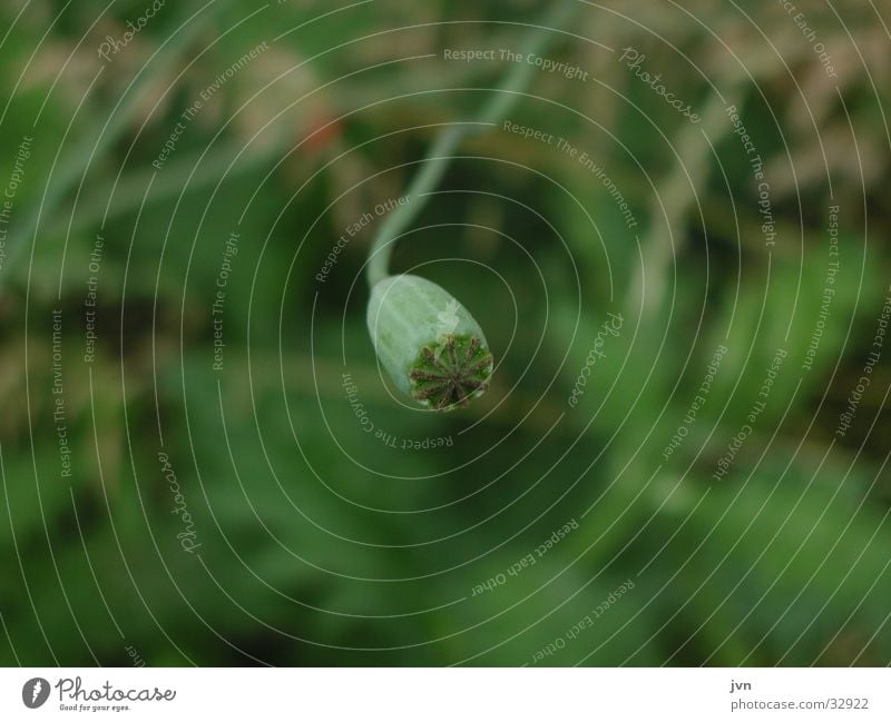 vergänglichkeit Mohn Blume Samen grün Vergänglichkeit Sommer neu bühren