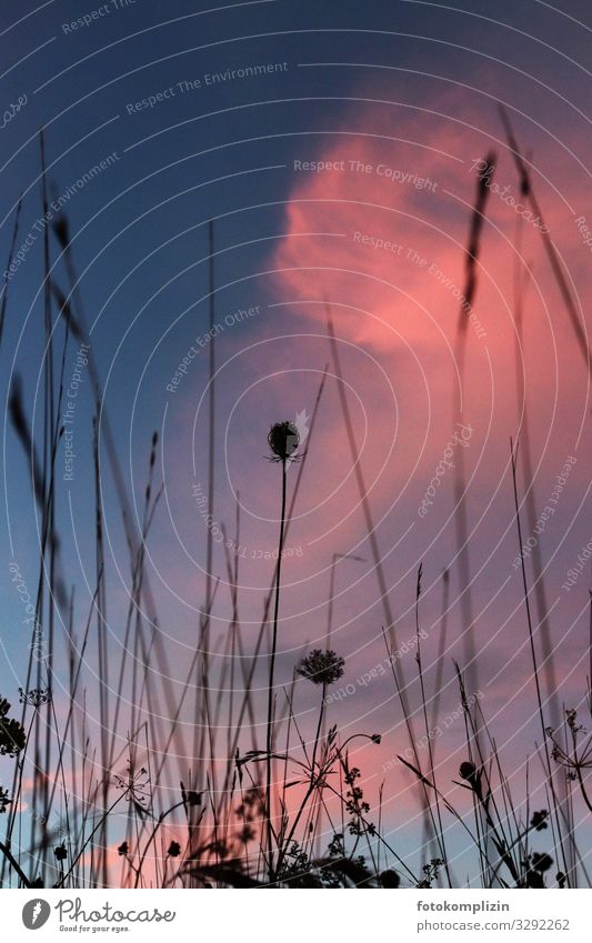 gras auf rosa Umwelt Natur Pflanze Himmel Gras Wiese leuchten träumen Wachstum Duft natürlich Sehnsucht Klima Vergänglichkeit Kräuter & Gewürze Kräuterwiese