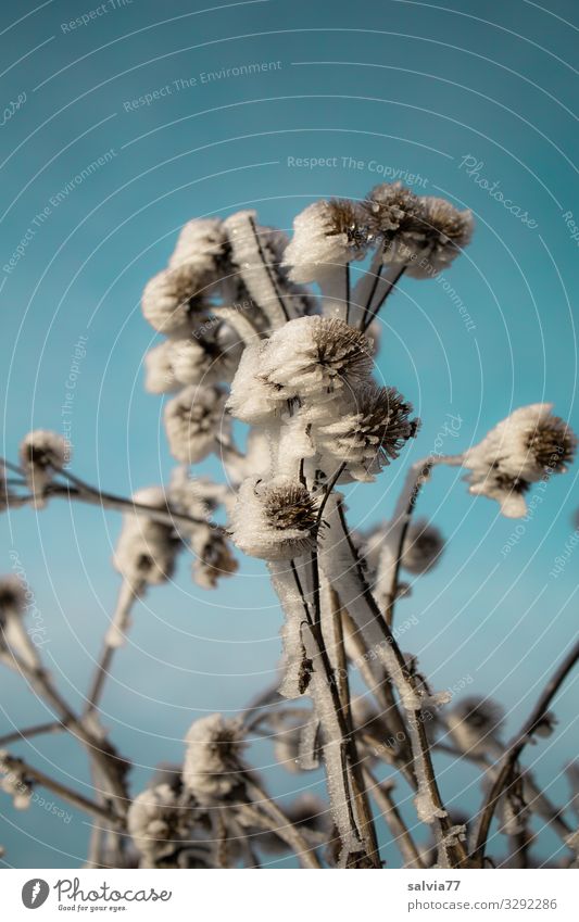 Eisblumen Umwelt Natur Wasser Himmel Winter Klima Schönes Wetter Frost Schnee Pflanze Blume Distel außergewöhnlich Coolness kalt bizarr Raureif Farbfoto