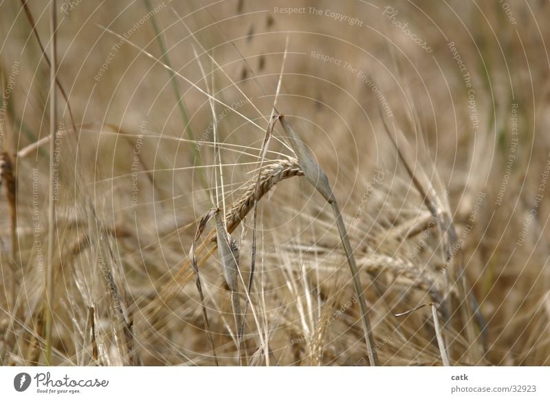 Scharfe Ähre Getreide Sommer Natur Pflanze Nutzpflanze Getreidefeld Feld blond Gesundheit nachhaltig stachelig Ähren Ernte Farbfoto Außenaufnahme Detailaufnahme