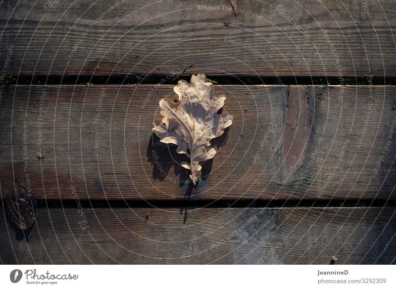 Das Blatt auf dem Holzboden ruhig Herbst Holzfußboden Gartenarbeit Naturliebe nachhaltig Landwirtschaft Forstwirtschaft Einsamkeit einzeln Ausgrenzung Ewigkeit