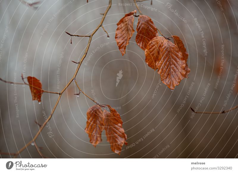 Blätter im Winter ohne Schnee Lifestyle Stil Natur schlechtes Wetter Pflanze Baum Blatt Zweige u. Äste Wald Regen Wassertropfen trist hängen Traurigkeit dunkel