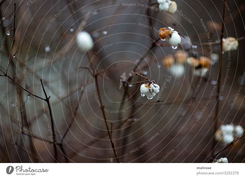 weiße Blüten - Regentag Lifestyle Natur Wassertropfen Winter schlechtes Wetter Pflanze Sträucher Garten trist Traurigkeit hängen kalt nah nass braun gold Trauer