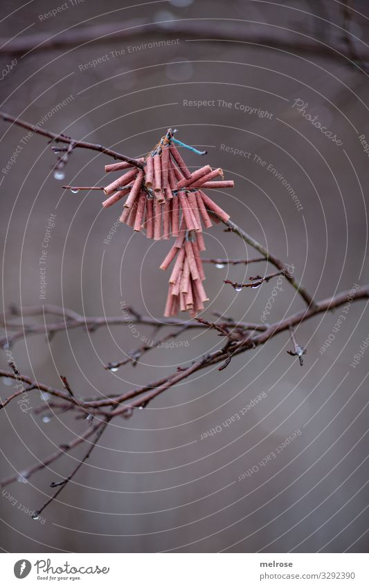 Silvester ade - Knaller Lifestyle Feste & Feiern Silvester u. Neujahr Natur Wassertropfen Winter Baum Sträucher Zweige u. Äste Wald Silvesterknaller Feuerwerk