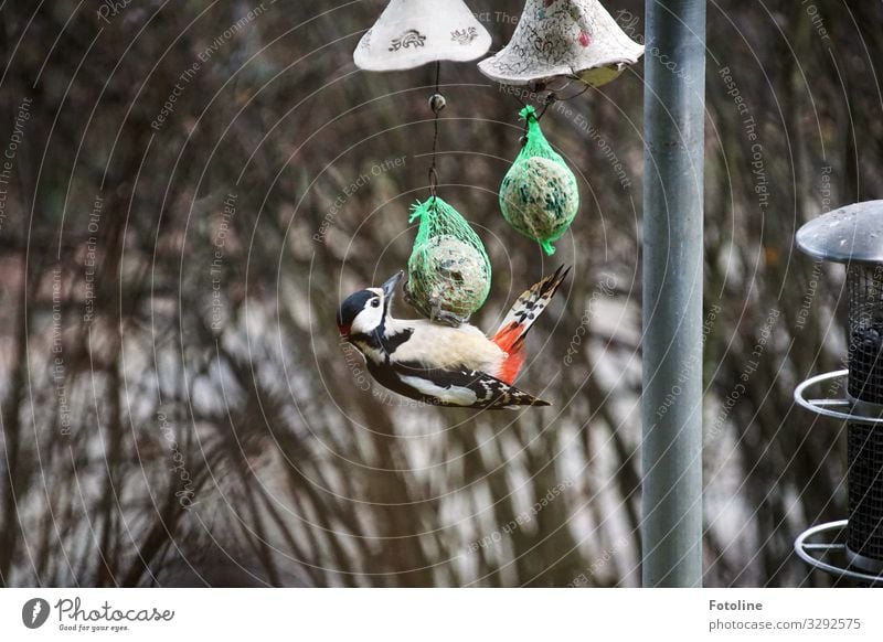 Neulich am Maisenknödel Umwelt Natur Tier Winter Pflanze Sträucher Wildtier Vogel Flügel 1 nah natürlich rot schwarz weiß Fressen Appetit & Hunger Feder füttern