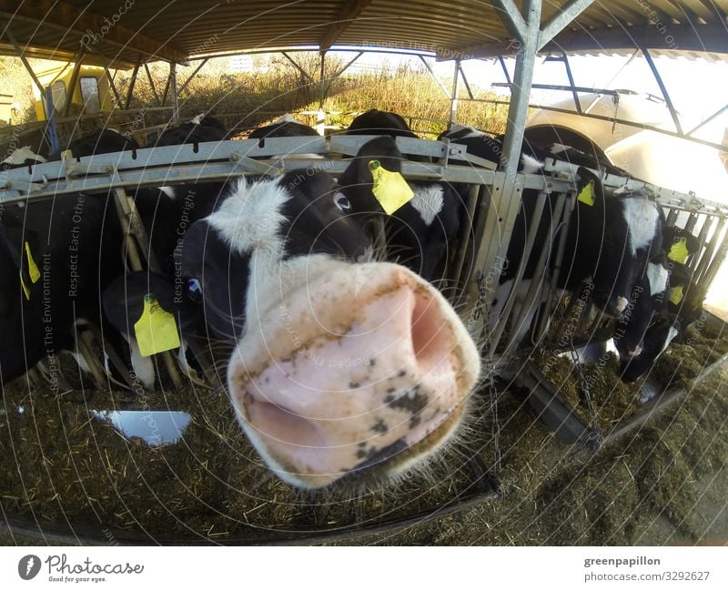 Guckuck - Rind schnüffelt neugierig Ferien & Urlaub & Reisen Landwirtschaft Forstwirtschaft Nutztier Kuh Tiergesicht Tiergruppe Herde Blick Milch