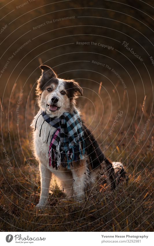 Loveling Dog Freude Freizeit & Hobby Ausflug Natur Landschaft Sonnenaufgang Sonnenuntergang Sonnenlicht Herbst Schönes Wetter Baum Gras Sträucher Moos Wiese