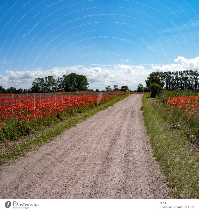 blühende Landschaft Ferien & Urlaub & Reisen Tourismus Ausflug Sommer Sommerurlaub wandern Umwelt Natur Erde Himmel Schönes Wetter Feld Verkehrswege