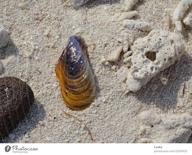 Am Strand 1 Ferien & Urlaub & Reisen Sand Sommer Schönes Wetter Riff Muschel gold grau violett weiß Schutz ästhetisch Farbfoto Außenaufnahme Totale Tierporträt