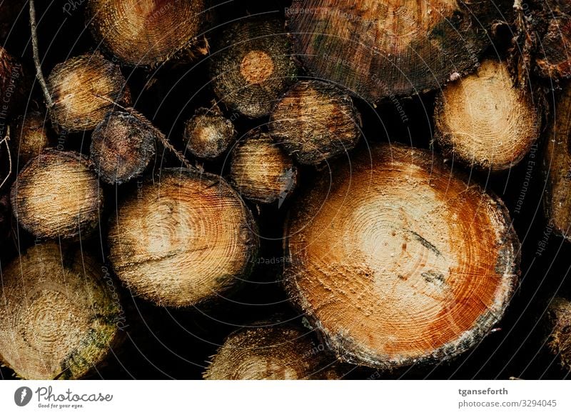 Baumstämme Arbeit & Erwerbstätigkeit Beruf Forstwirtschaft Wirtschaft Landwirtschaft Umwelt Tier Pflanze Nutzpflanze Wachstum Klima Brennholz