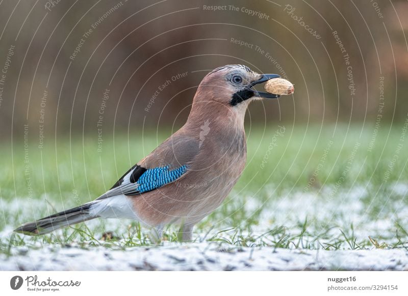 Eichelhäher Umwelt Natur Tier Herbst Winter schlechtes Wetter Eis Frost Schnee Gras Erdnuss Garten Park Wiese Wald Wildtier Vogel Tiergesicht Flügel Krallen 1