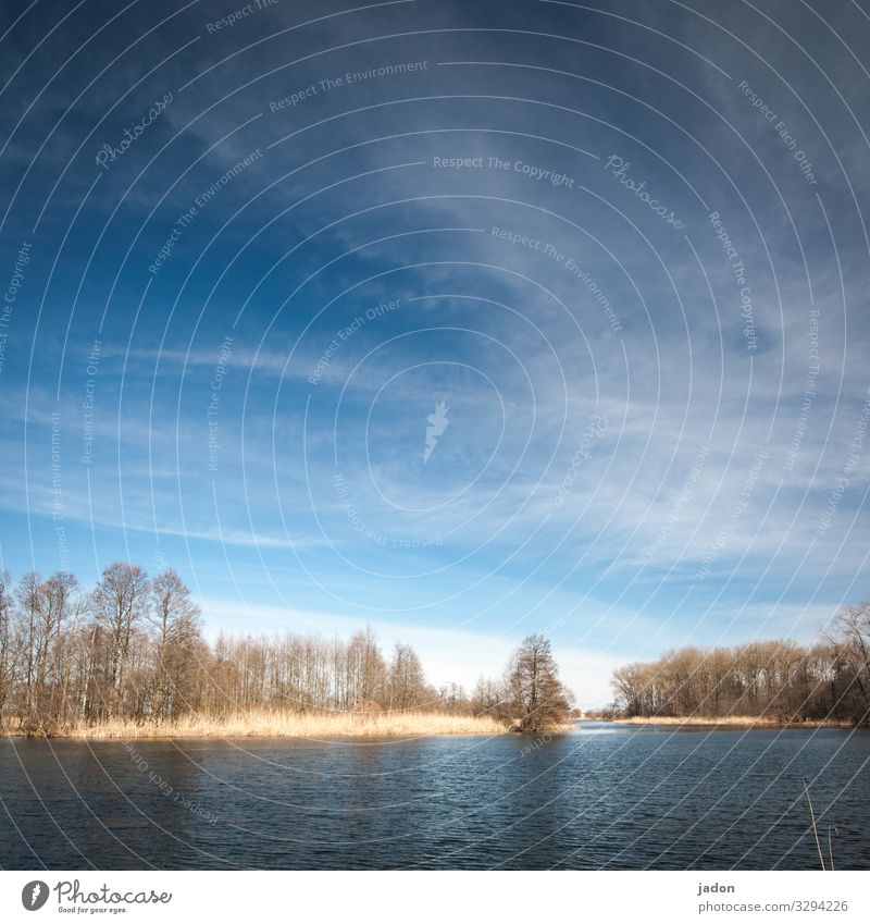 wasserwelt. bäume im fluss und blauer himmel. weisse wölkchen natürlich auch. Fluss Wasser ufer Außenaufnahme grün Landschaft Baum Wald Tag Farbfoto Umwelt