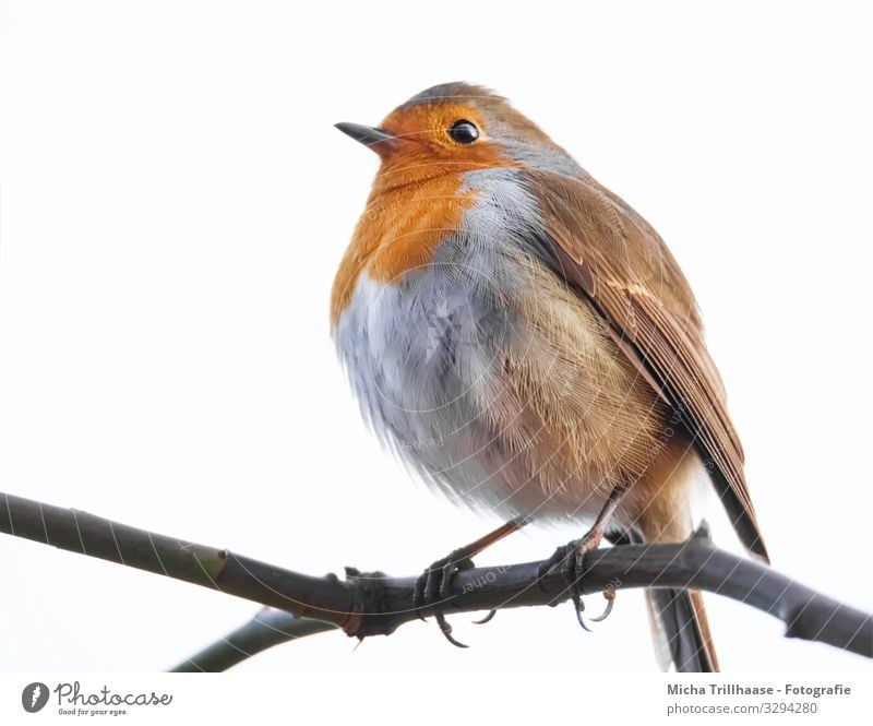 Rotkehlchen auf einem Ast Natur Tier Himmel Sonnenlicht Schönes Wetter Baum Zweige u. Äste Wildtier Vogel Tiergesicht Flügel Krallen Kopf Schnabel Auge Feder