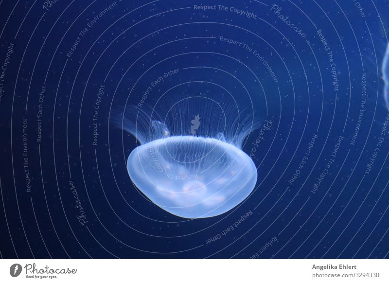 Qualle im Aquarium 1 Tier Wasser beobachten Schwimmen & Baden ästhetisch blau Kraft Respekt Natur Farbfoto Innenaufnahme Unterwasseraufnahme Menschenleer