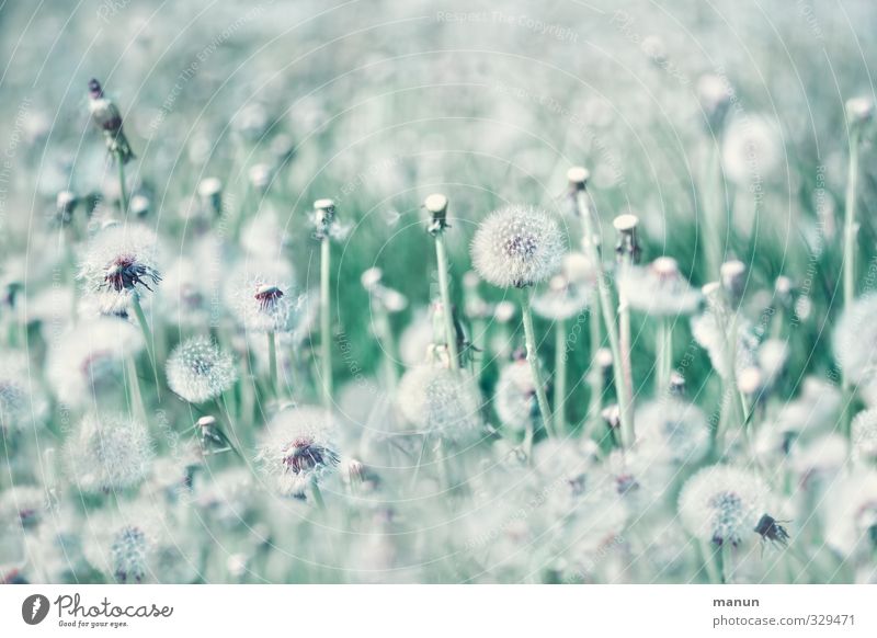 Pusteblumen Natur Frühling Pflanze Wildpflanze Löwenzahn Samenpflanze Unkraut Wiese natürlich Umweltverschmutzung Umweltschutz überdüngung Düngung Farbfoto