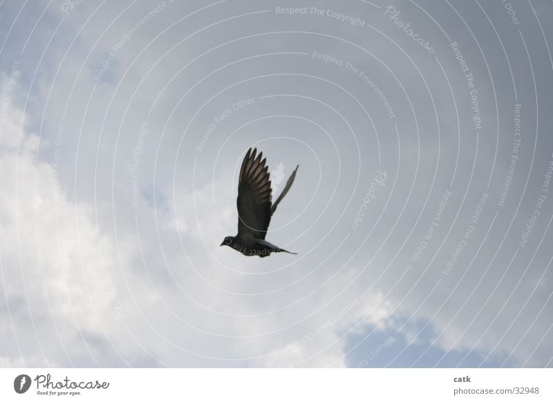 Taube Wolken Vogel Himmel blau Flügel fliegen aufwärts