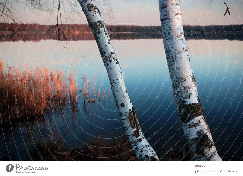 Januar Umwelt Natur Landschaft Pflanze Luft Wasser Wolkenloser Himmel Schönes Wetter Baum Seeufer Baumstamm Birke Birkenrinde Idylle Ferne 2 Windstille