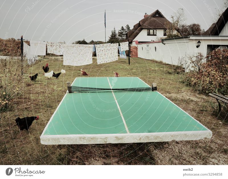 Waschtag Gras Sträucher Garten Dorf Haus Gebäude Fenster Dach Reetdachhaus Mecklenburg-Vorpommern Hühnervögel Tiergruppe Tischtennisplatte Wäsche Wäscheleine