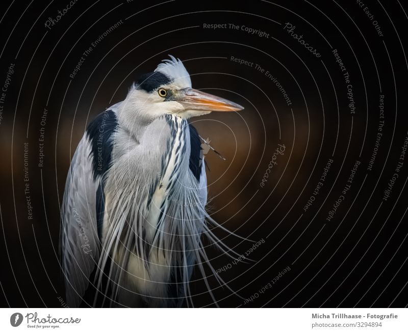 Graureiher Portrait Natur Tier Sonnenlicht Schönes Wetter Küste Seeufer Flussufer Wildtier Vogel Tiergesicht Flügel Reiher Schnabel Kopf Auge Feder gefiedert 1