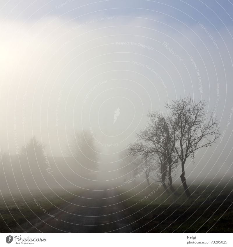 Straße und Bäume im Nebel und leichtem Sonnenschein Umwelt Natur Landschaft Pflanze Himmel Winter Baum stehen authentisch kalt natürlich blau grau schwarz