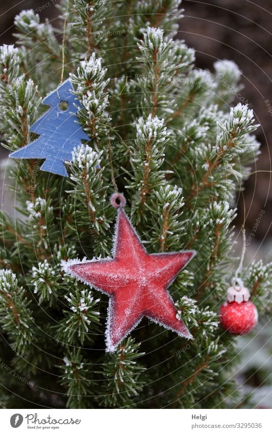 Tannenzweige mit Weihnachtsdekoration und Raureif Weihnachten & Advent Umwelt Natur Pflanze Winter Eis Frost Baum Dekoration & Verzierung Stern (Symbol)