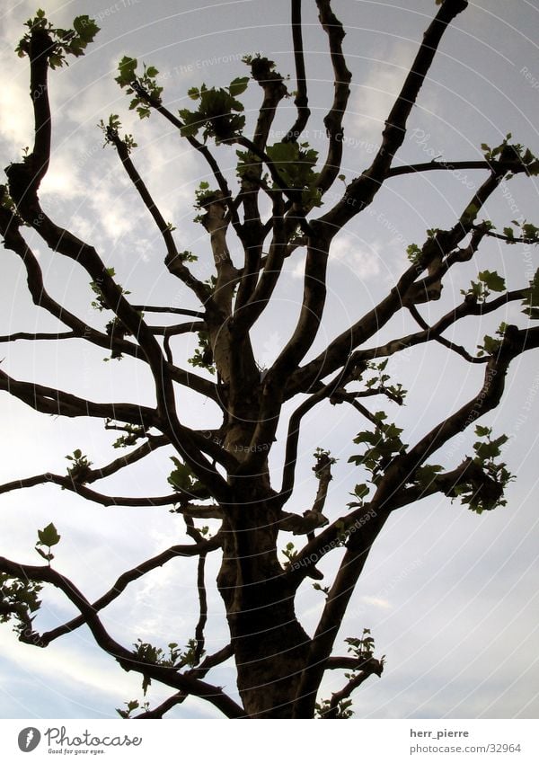 Baum in Minden Wolken Holz Natur Himmel Pflanze