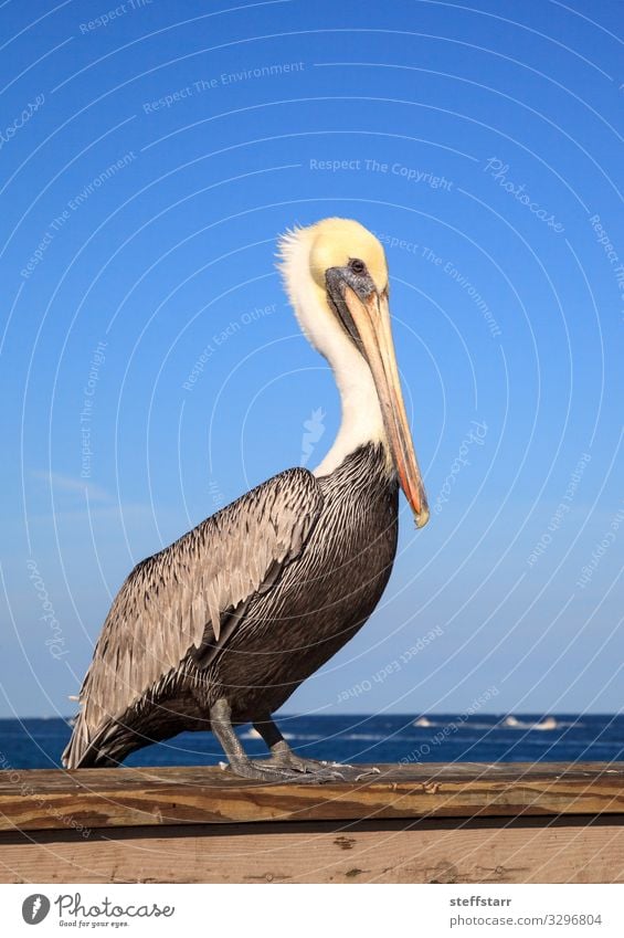 Brauner Pelikan Pelecanus occidentalis kaufen Meer Natur Tier Küste Wildtier Vogel 1 blau braun weiß Entenvögel Florida Wildvogel Tierwelt Deerfield Beach