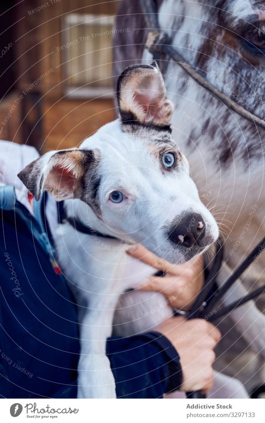 Border-Collie-Welpe mit blauen Augen Border Collie grün golden Haustier Säugetier Blick lieblich heimisch Frühling bezaubernd Fell Abfall außerhalb wenig Freund