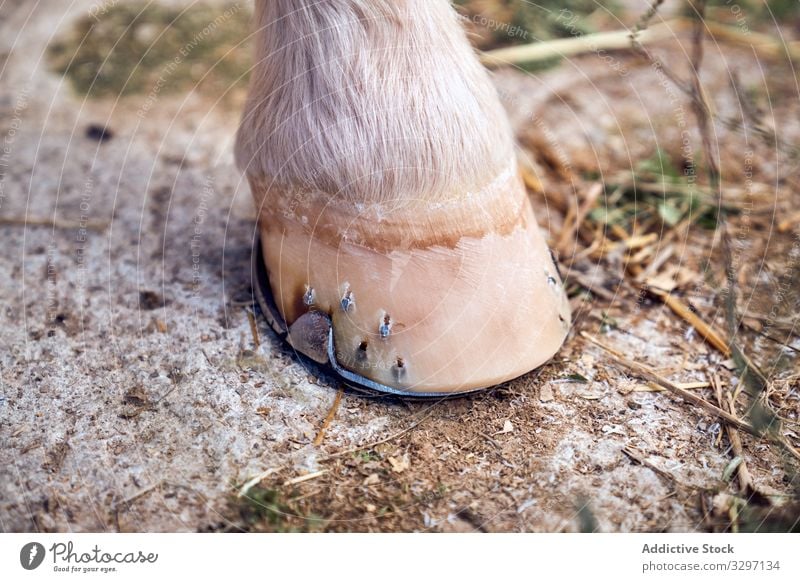 Pferdehuf auf dem Boden Glanz Hufeisen pferdeähnlich im Freien Kastanie Sauberkeit schwarz Bein Tier Quadrat Ranch Objekt Bauernhof Schuh Haut Körper Stehen