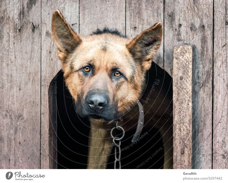 Deutscher Schäferhund an einer Kette in einer hölzernen Hundehütte Brötchen Erwachsene Tier Pelzmantel Haustier Holz alt beobachten züchten anketten Kettenhaken