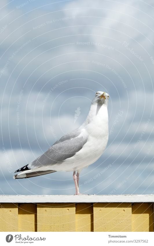 besetzt | Der Blick der Möwe macht das recht deutlich Vogel Himmel blau Natur Wolken Tier Holz Holzgeländer weiß gelb Dänemark