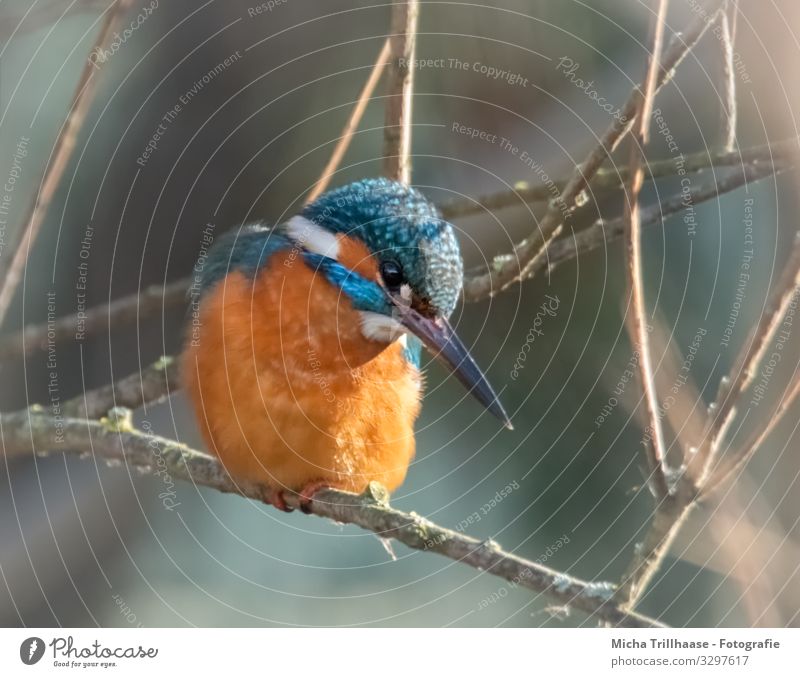 Eisvogel wartet auf Beute Natur Tier Sonnenlicht Schönes Wetter Baum Zweige u. Äste Seeufer Flussufer Wildtier Vogel Tiergesicht Flügel Krallen Eisvögel Kopf