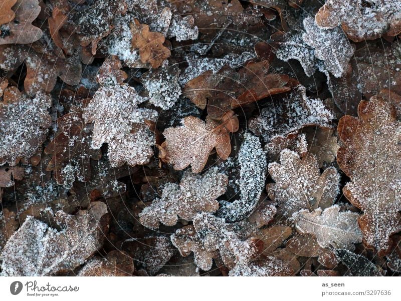 Gefrorene Blätter Umwelt Natur Erde Herbst Winter Klima Wetter Eis Frost Blatt Eichenblatt Herbstlaub Garten Park Wald frieren liegen alt ästhetisch natürlich