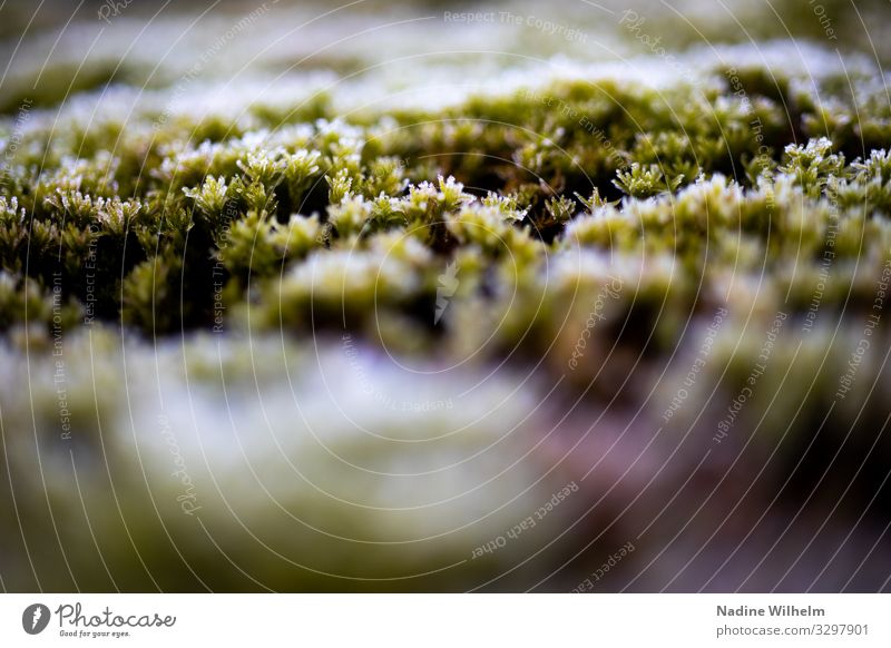 Moss Umwelt Natur Pflanze Erde Moos Grünpflanze Garten Wiese Wald frisch nass natürlich unten braun grün weiß geduldig ruhig kalt Frost Ausdauer Zeit Farbfoto