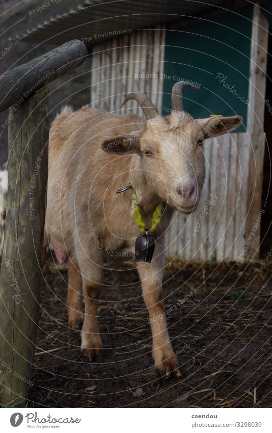 Neugierige Ziege schaut in die Kamera Landwirtschaft Forstwirtschaft Tierhaltung Dorf Landleben Natur Nutztier Ziegen 1 nähern beobachten nah natürlich niedlich