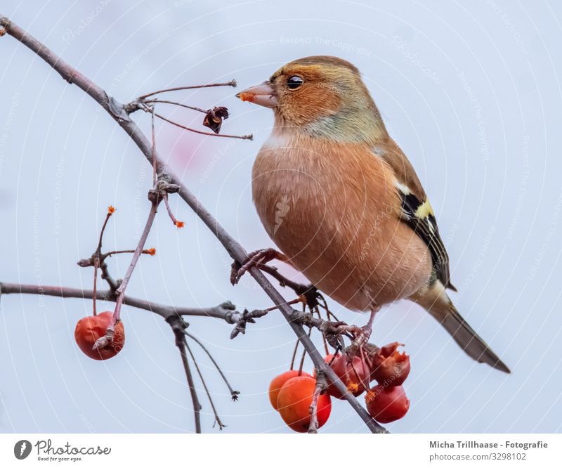 Fressender Buchfink im Baum Natur Pflanze Tier Himmel Sonnenlicht Schönes Wetter Beeren Zierapfel Zweige u. Äste Wildtier Vogel Tiergesicht Flügel Krallen Fink