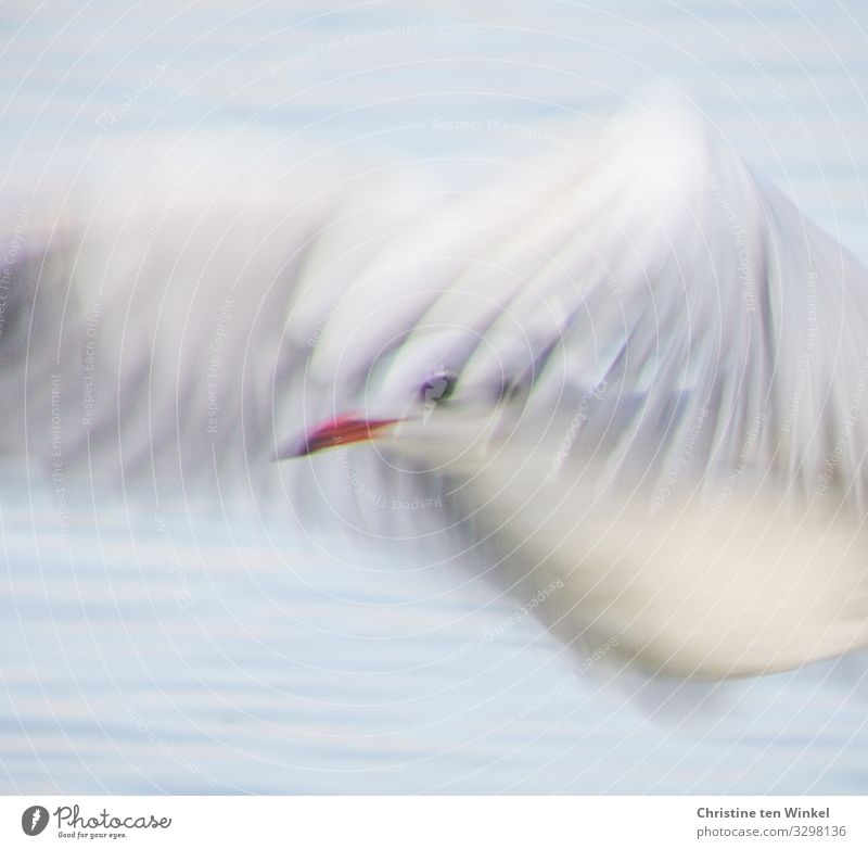 ein Traum von einer Möwe fliegen Tier Wasser Wildvogel Nordsee Ostsee Wildtier Vogel Traumbild träumen frei Tiergesicht Flügel Romantik 1 ästhetisch authentisch