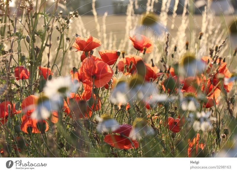 Mohnblumen, Margariten und Gräser im Gegenlicht Umwelt Natur Pflanze Sommer Schönes Wetter Blume Gras Blüte Wildpflanze Mohnblüte Feld Blühend leuchten Wachstum