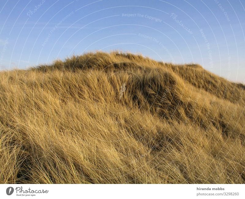 Dünenwuschel Natur Landschaft Sand Himmel Sommer Schönes Wetter Gras Hügel Küste Seeufer Nordsee Ostsee Insel blau braun gelb gold schön ruhig ästhetisch