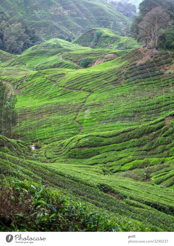 Tea plantation in Malaysia Berge u. Gebirge Landwirtschaft Forstwirtschaft Landschaft Pflanze Sträucher Feld Hügel Wege & Pfade saftig grün Teeplantage