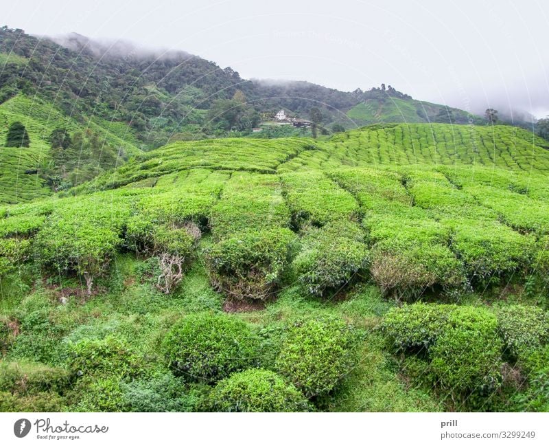 Tea plantation in Malaysia Berge u. Gebirge Landwirtschaft Forstwirtschaft Landschaft Pflanze Nebel Sträucher Feld Hügel saftig grün Teeplantage