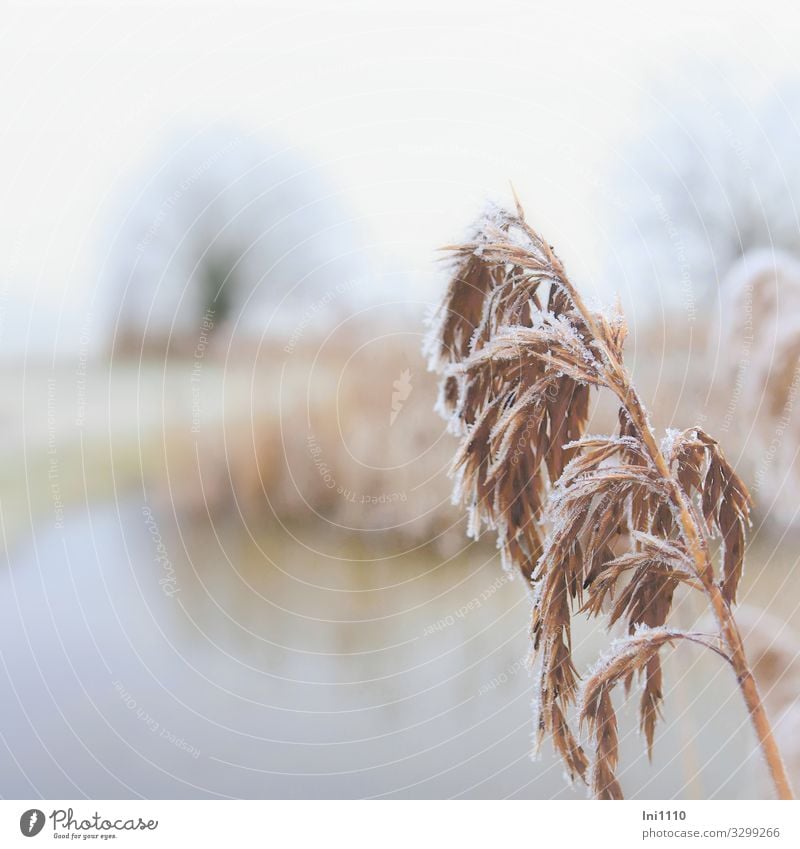 Schilfrohr Fotografieren Winter wandern Natur Pflanze Nebel Eis Frost Baum Gras Blüte Wildpflanze Moor Sumpf Teich See natürlich blau braun grau weiß Raureif