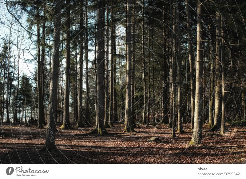 Winterwald Ausflug Abenteuer Freiheit Natur Landschaft Pflanze Klima Schönes Wetter Baum Sträucher Moos Wald Nadelbaum Nadelwald Holz atmen Bewegung entdecken