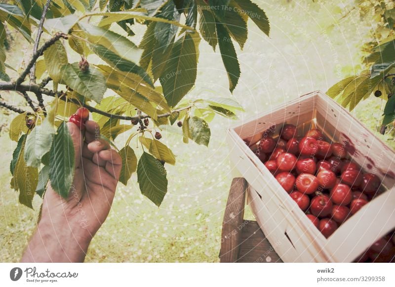 Nachlese Gartenarbeit Hand Finger Umwelt Natur Pflanze Sommer Schönes Wetter Baum Gras Nutzpflanze Kirschbaum Kirsche pflücken Frucht Obstbaum Ernte