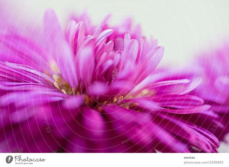 Rosa Aster in Großaufnahme Dekoration & Verzierung Natur Pflanze Blume Blüte Astern Blütenkorb Blühend schön gelb rosa weiß Blütenblatt Staubfäden Xenias