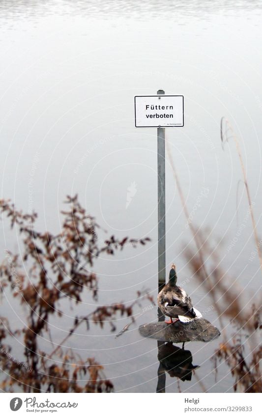 Ente schaut ungläubig auf das Schild Füttern verboten Umwelt Natur Landschaft Pflanze Tier Wasser Winter Nebel Gras Sträucher Zweig Seeufer Wildtier 1 Metall