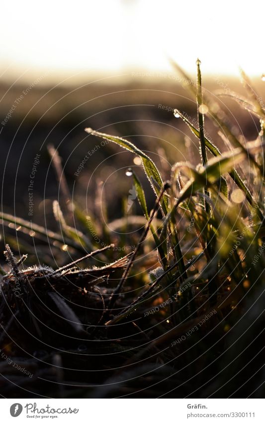 Winterpflanzen I Umwelt Natur Landschaft Pflanze Sonnenaufgang Sonnenuntergang Eis Frost Gras Sträucher Wiese Feld frieren leuchten Wachstum glänzend natürlich