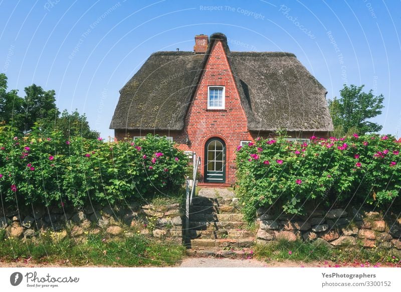 Rotes Backsteinfriesisches Haus mit Rosenhecke auf der Insel Sylt. Reichtum Sommer Traumhaus Hausbau Landschaft Sonnenlicht Frühling Blume Nordsee Gebäude